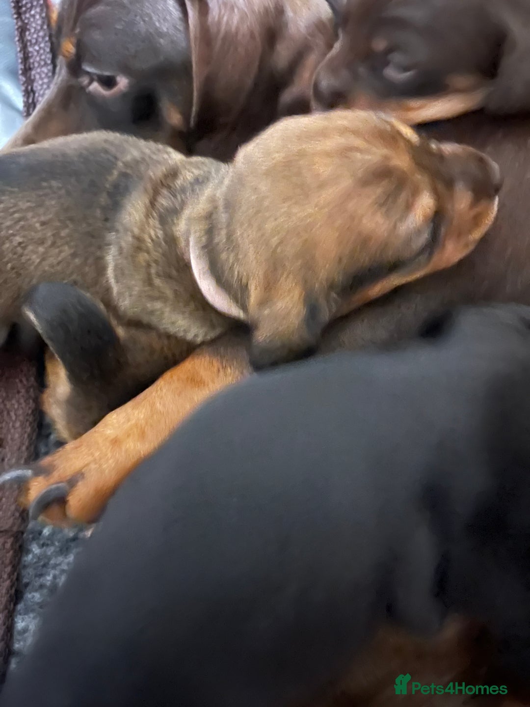 Miniature Dachshund dogs for sale: 4 beautiful miniature dachshunds  - Advert 6