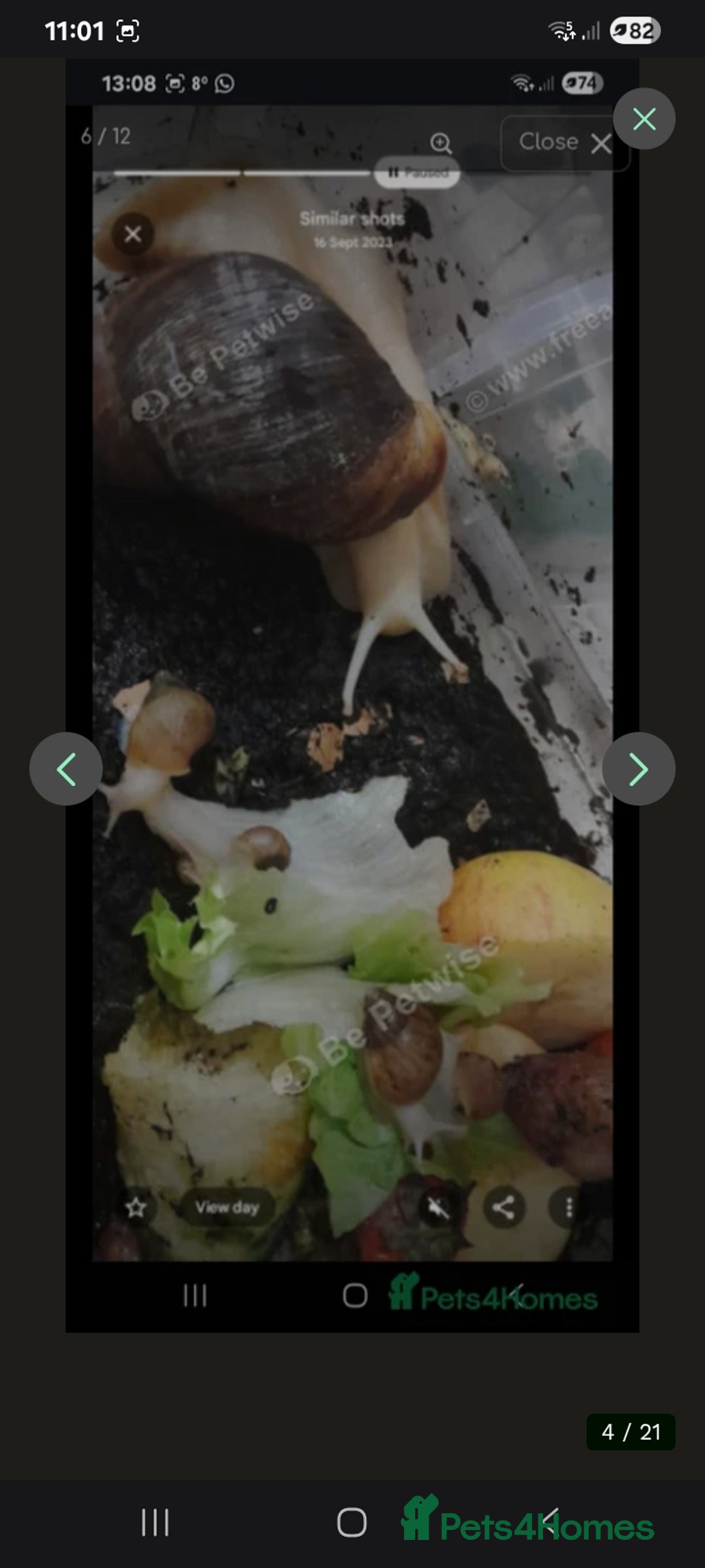 Snails invertebrates for sale: Baby giant African land snails Fulica  - Advert 13