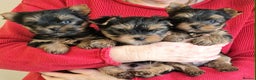 Yorkshire Terrier dogs for sale: Beautiful Quality Yorkshire Terrier Litter  - Advert 5