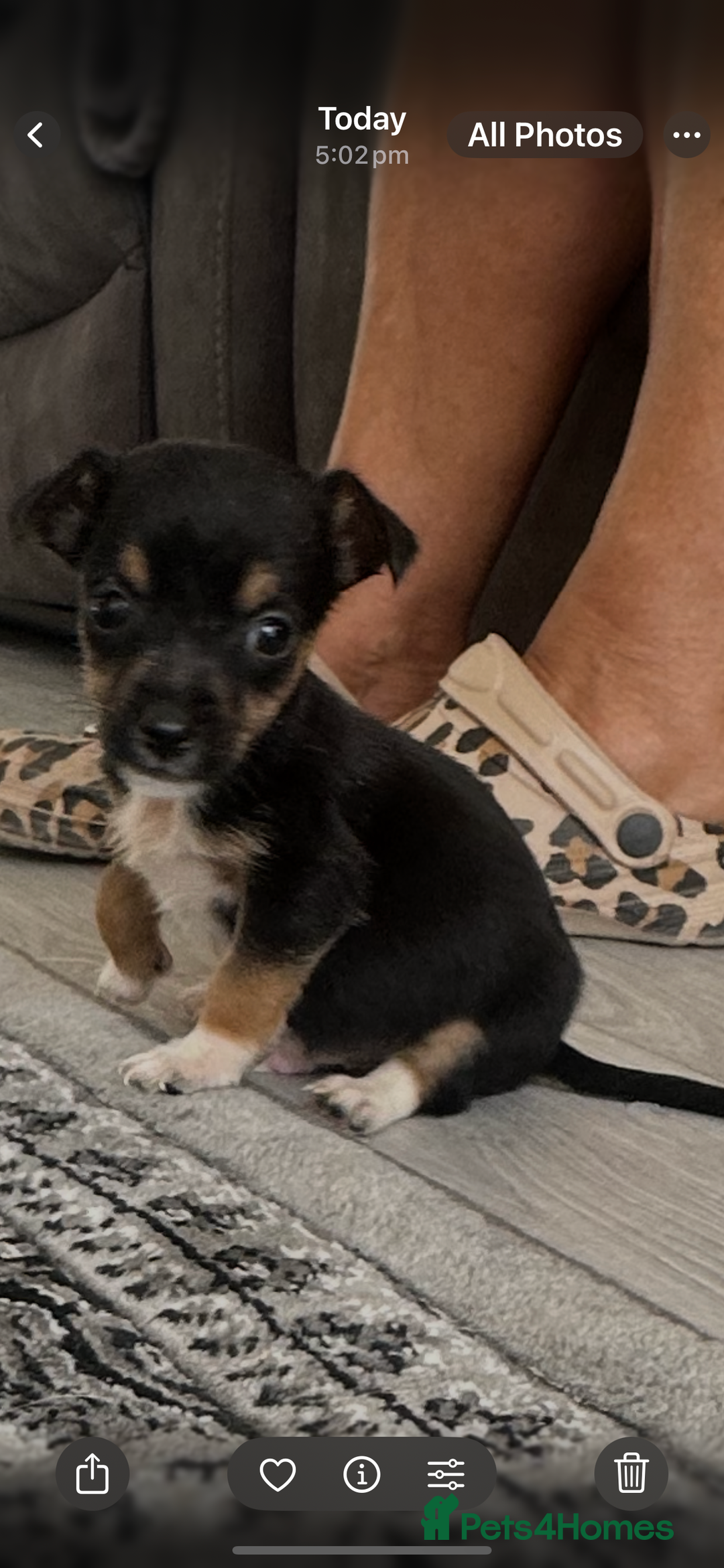 Jack Russell dogs for sale: 4. Beautiful Jack Russell. Pups - Image 13