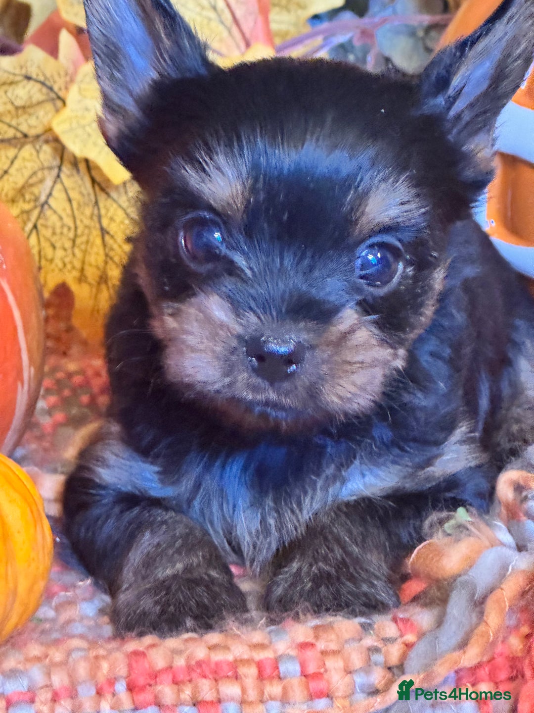 Yorkshire Terrier dogs for sale: ‼️READY🐾 KC Reg Pedigree Yorkshire Terrier Pups - Advert 6