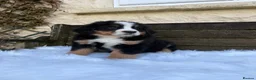 Bernese Mountain Dog dogs for sale: KC Beautiful Bernese  - Advert 7