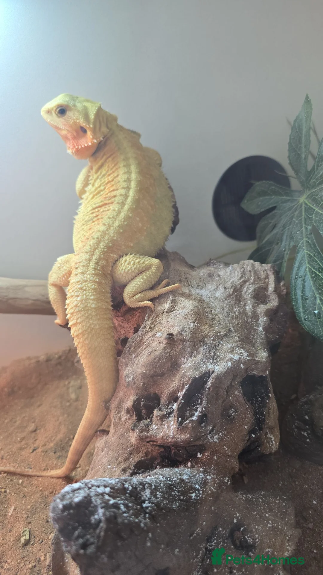 Bearded Dragon reptiles for sale: Female bearded dragon in Nantwich - Advert 4