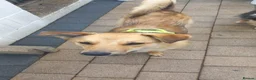 Mixed Breed dogs for adoption: 💙CACTUS💙 LOW-MEDIUM BOY LOVES WITH ALL HIS HEART in Folkestone - Advert 9