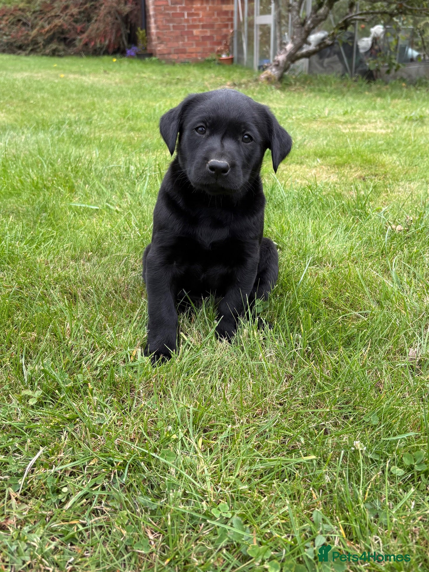 Labrador Retriever dogs Handsome Labrador dogs available  - Advert 1
