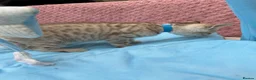 Bengal cats for sale: Snow Mink & Lynx 🩷💙 Pedigree TICA Bengal Kittens - Advert 12