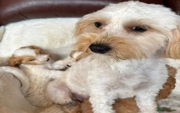 Cavapoo dogs for sale: Beautiful cavapoos - Image 22