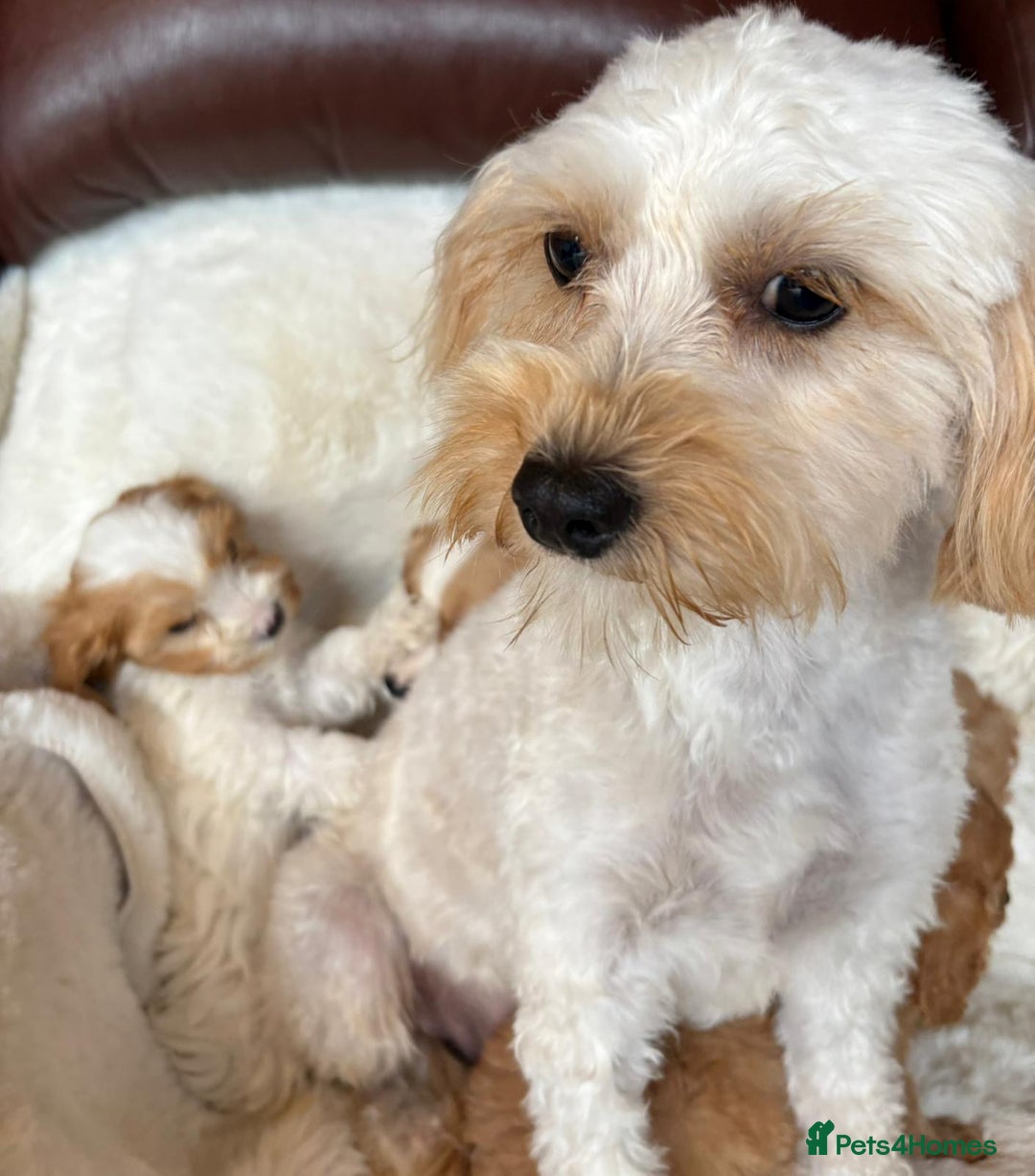 Cavapoo dogs for sale: Beautiful cavapoos - Image 22
