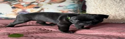 Staffordshire Bull Terrier dogs for sale: 🐾 KC  Staffordshire Bull Terrier Puppies in West Bromwich - Advert 15