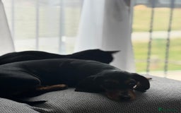 Dachshund dogs for sale: Coco  - Image 3