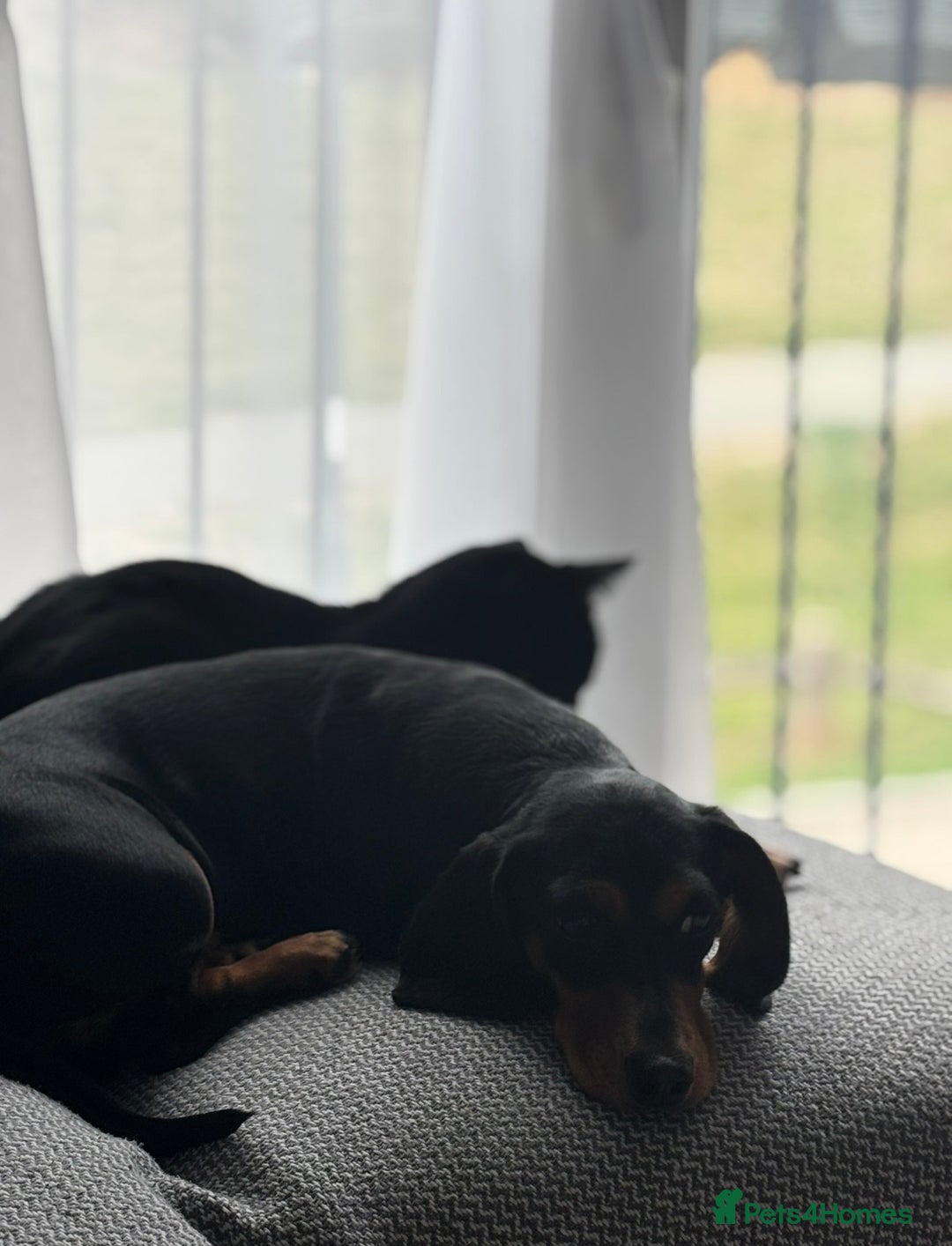 Dachshund dogs for sale: Coco  - Image 3