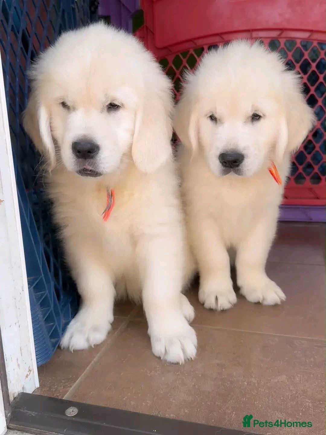 Golden Retriever dogs GOLDEN RETRIEVER PUPPIES - Advert 1