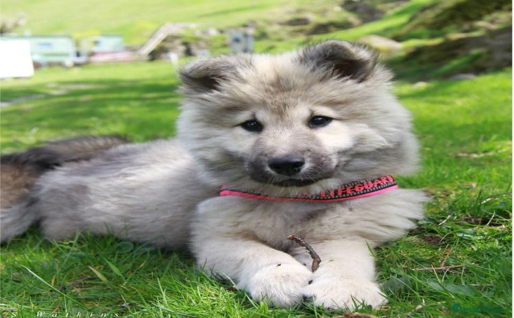 Eurasier dogs - Advert 1