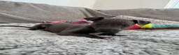 Italian Greyhound dogs for sale: KC registered blue Italian greyhounds for sale - Advert 10