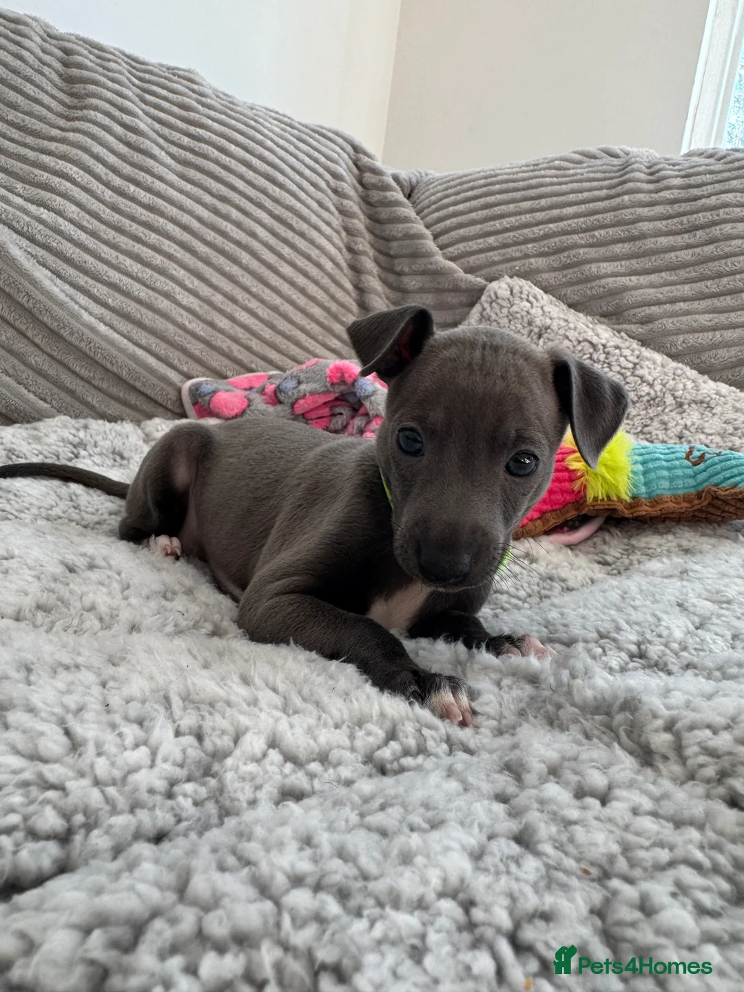 Italian Greyhound dogs for sale: KC registered blue Italian greyhounds for sale - Advert 10