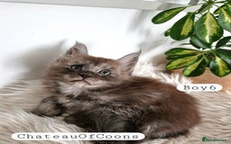 Maine Coon cats for sale: Stunning Black Smoke Registred Maine Coon Kittens - Image 37