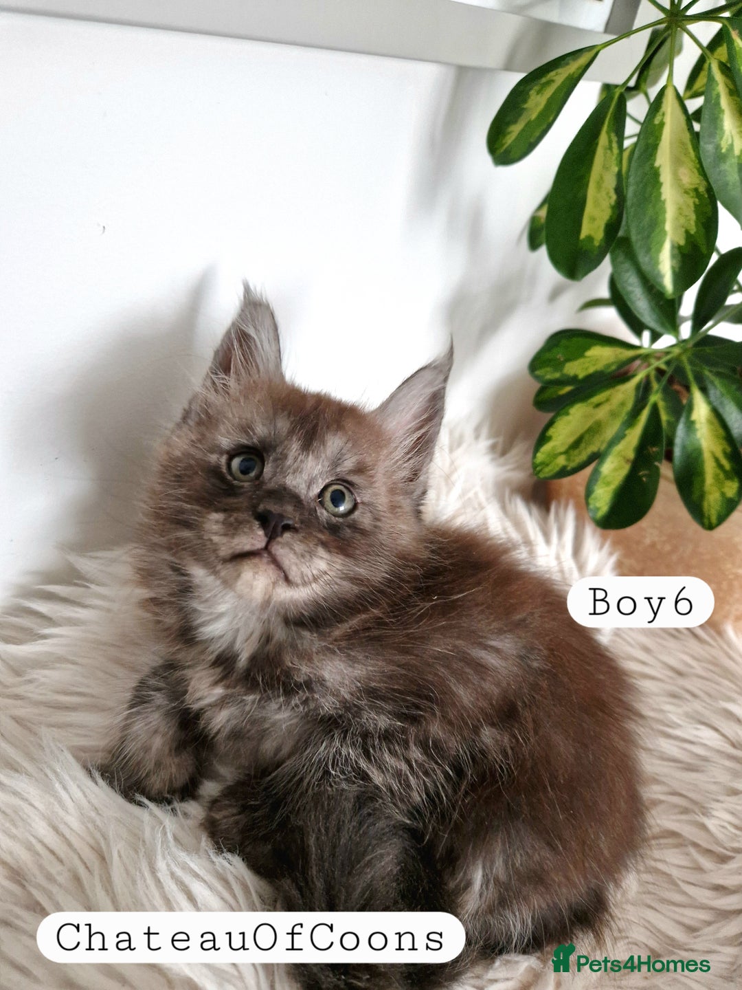 Maine Coon cats for sale: Stunning Black Smoke Registred Maine Coon Kittens - Image 37