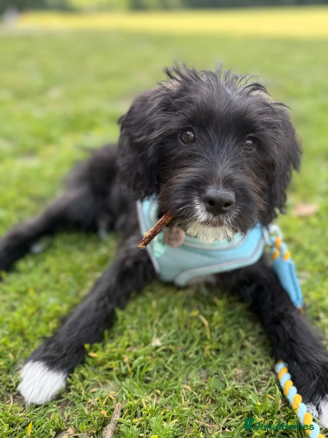 Jackapoo dogs for sale: 1 year old Jack-a-poo in Tunbridge Wells - Advert 6