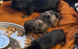 Miniature Dachshund dogs for sale: Six beautiful miniature Dachshunds - Image 12