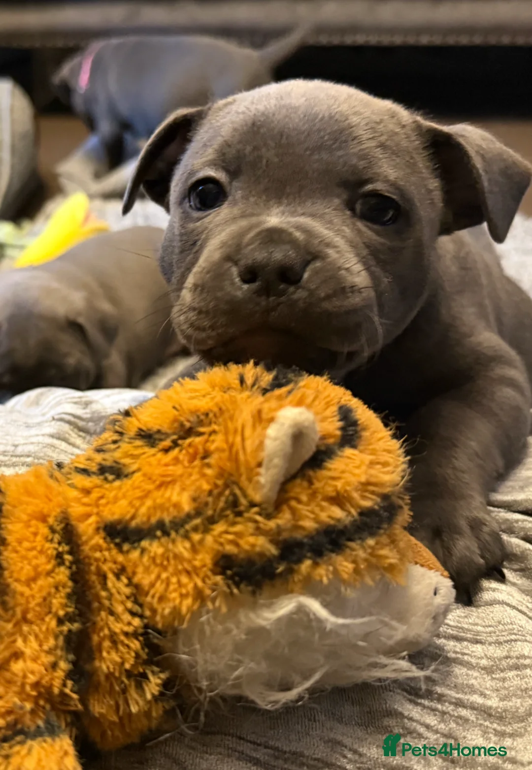 Staffordshire Bull Terrier dogs for sale: KC Blue Staffordshire Bull Terrier Puppies SOLD - Advert 9