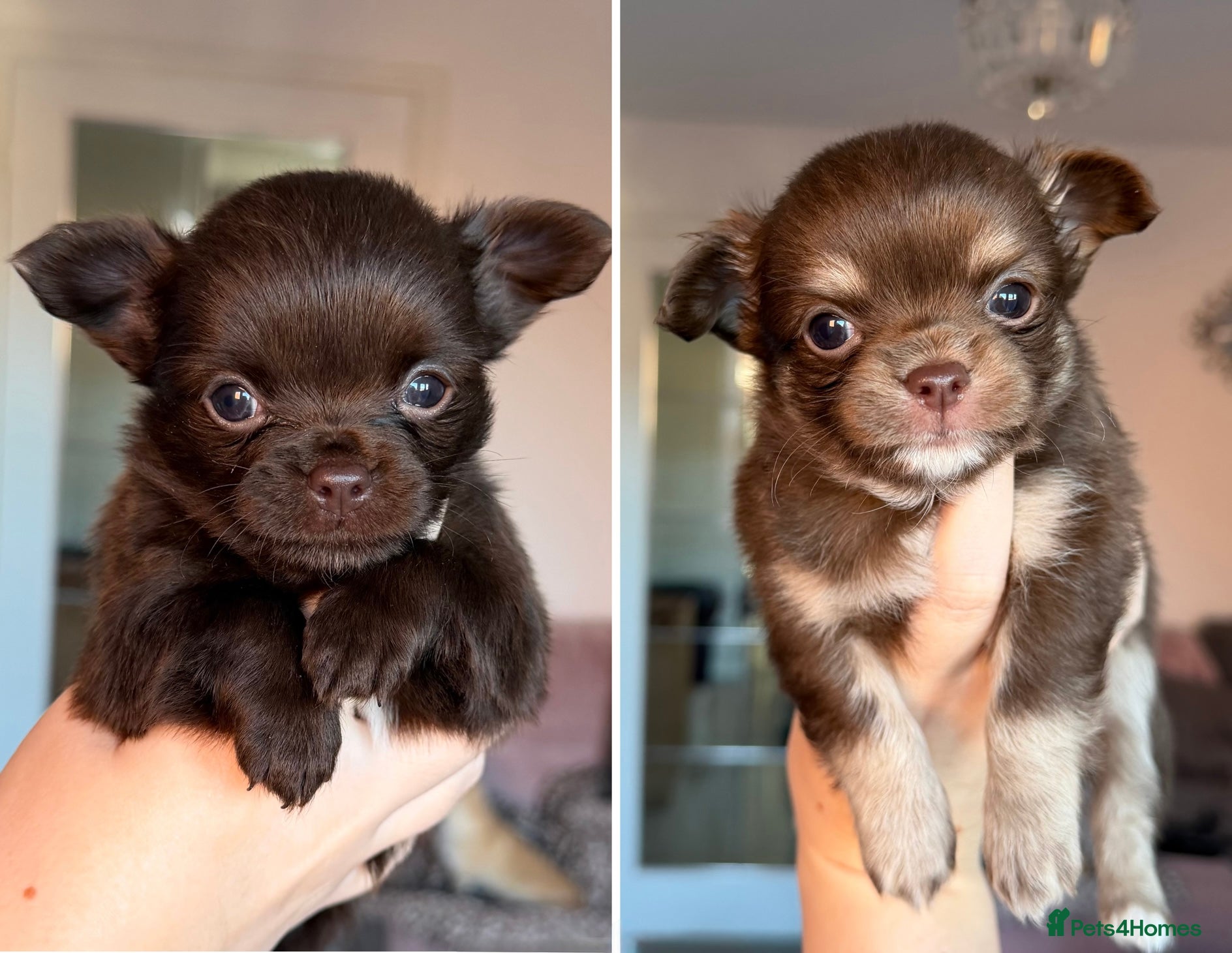 Chihuahua dogs Gorgeous longcoat chihuahua boys  - Advert 10