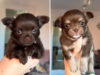 Chihuahua dogs Gorgeous longcoat chihuahua boys - Advert 10