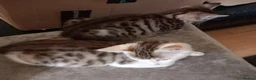 Mixed Breed cats for sale: Kittens ready for their forever homes tabby bengal - Advert 15