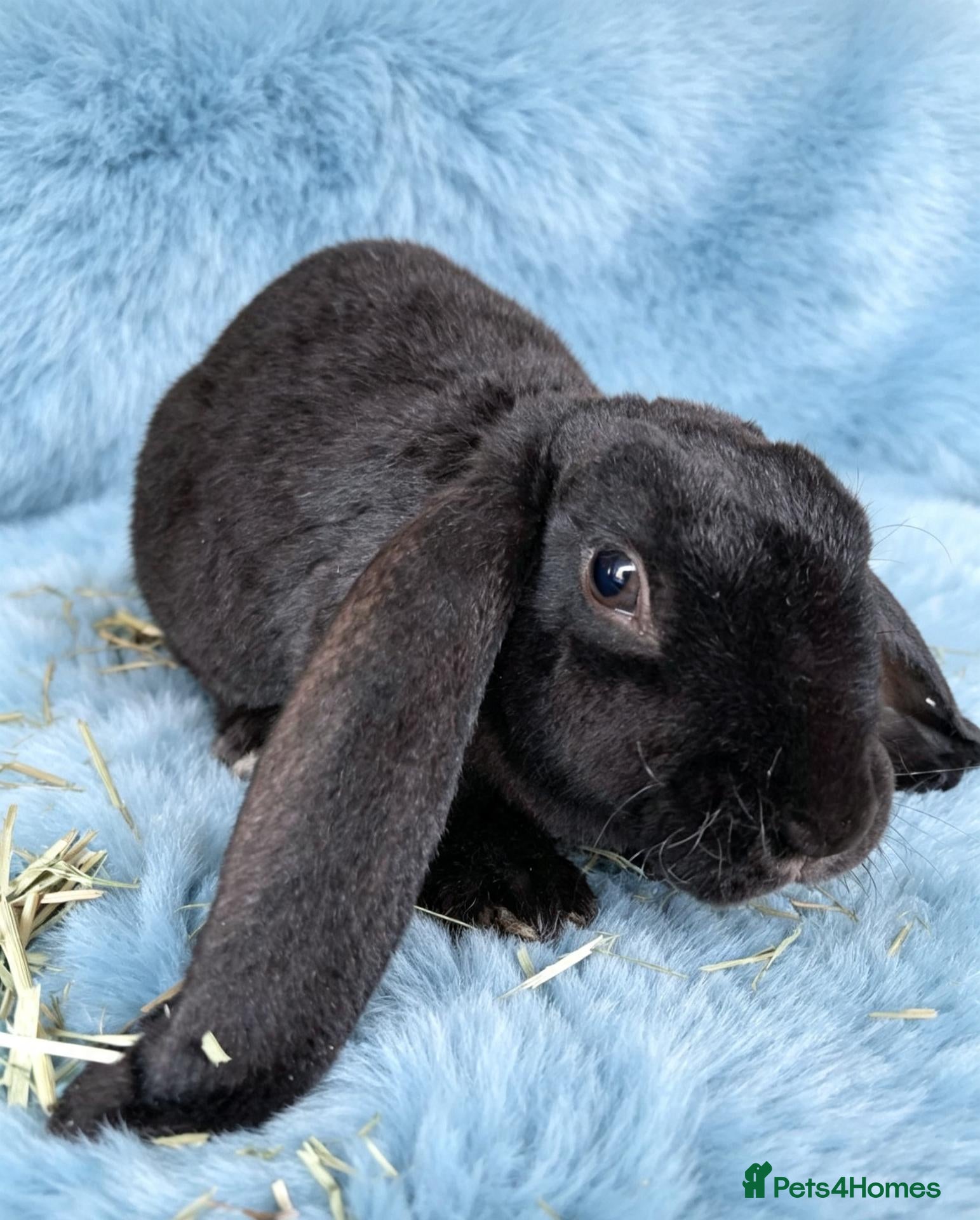 Rex rabbits RARE Velveteen breeding pair - Advert 5