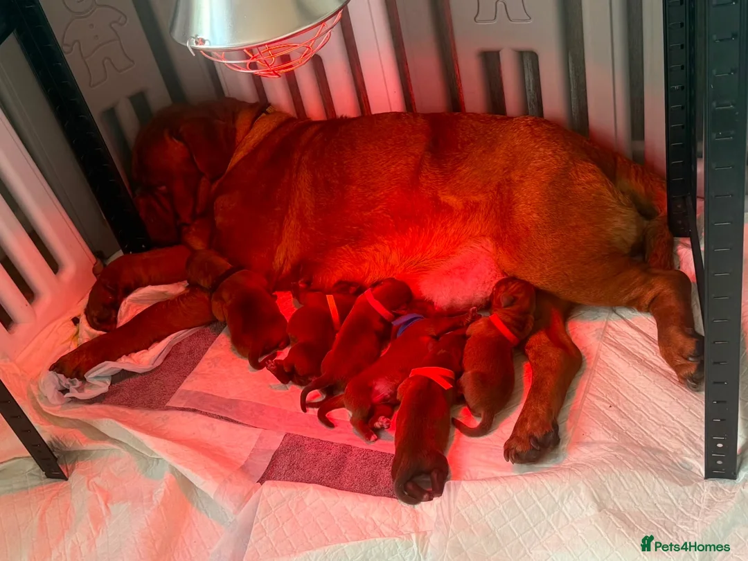 Dogue De Bordeaux dogs for sale: KC Reg Dogue de Bordeaux puppies - Advert 2