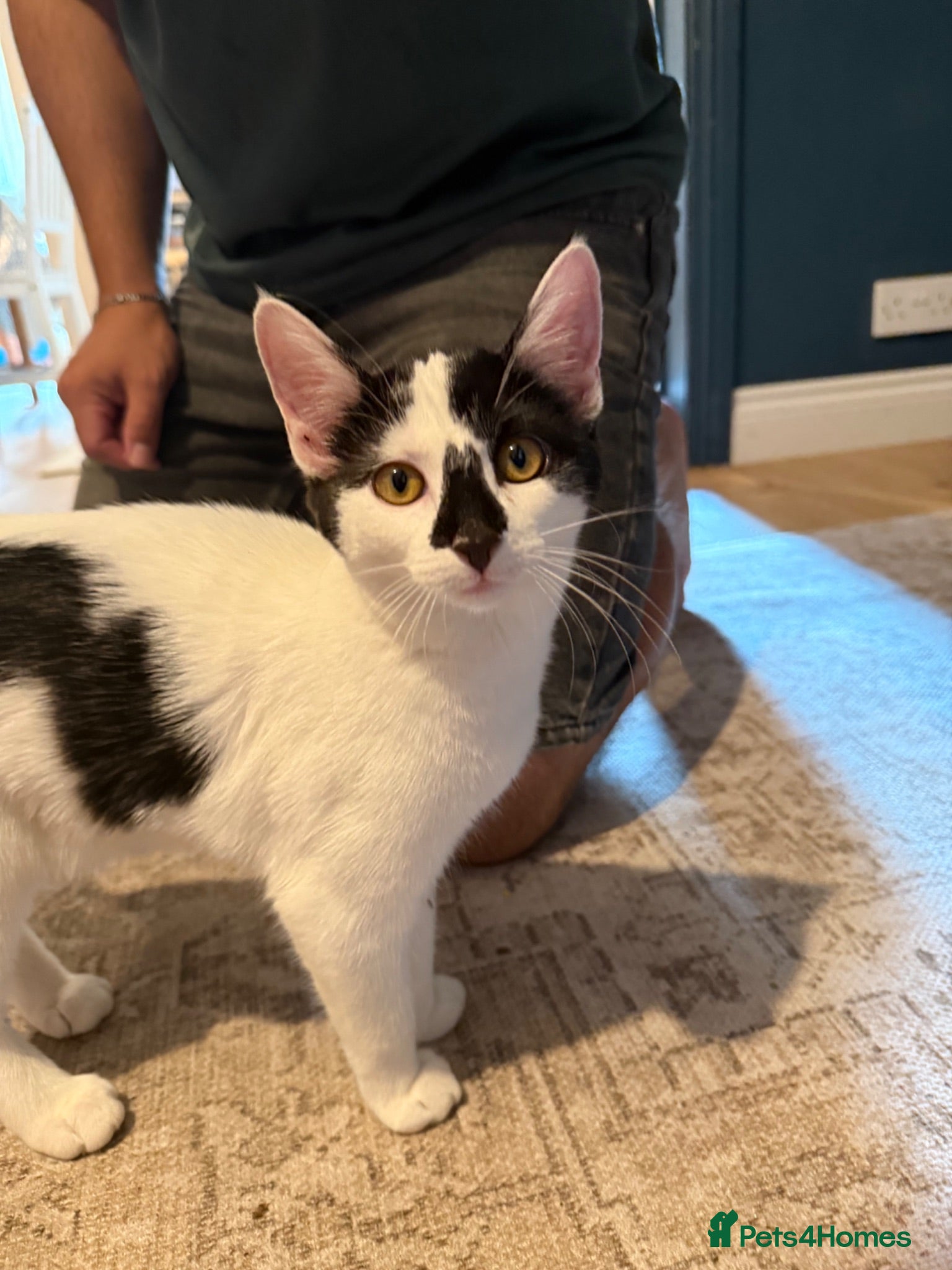 Mixed Breed cats Kitten looking forever home.  - Advert 1