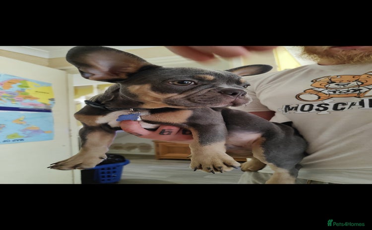 French Bulldog dogs - Advert 1