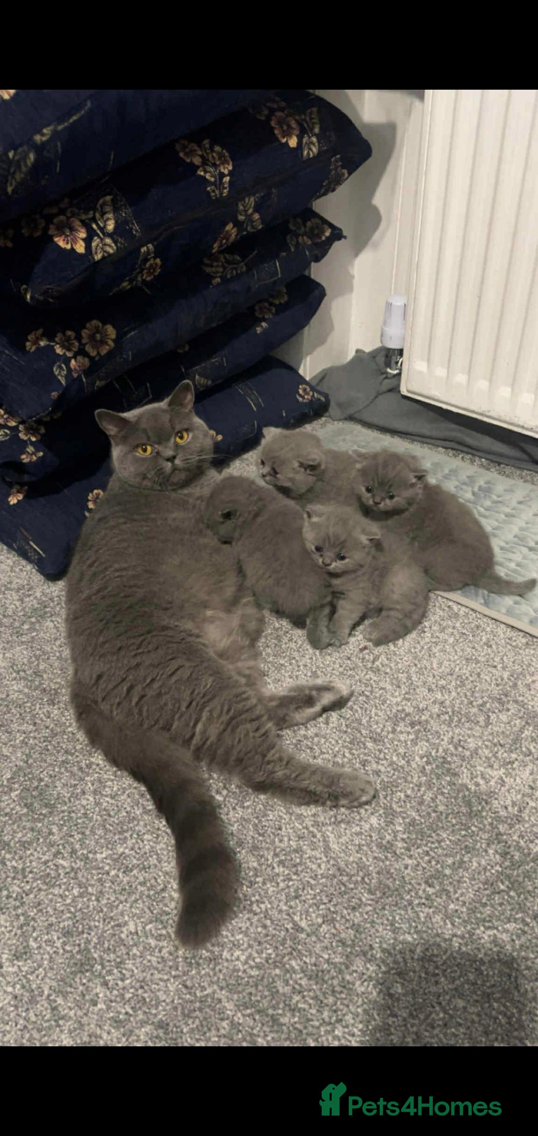 British Shorthair cats for sale: Male kitten 9 weeks - Image 5