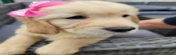 Golden Retriever dogs for sale: 3x KC golden retriever pups, ready 22nd June - Advert 6