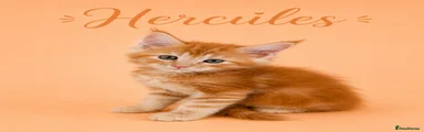Hercules