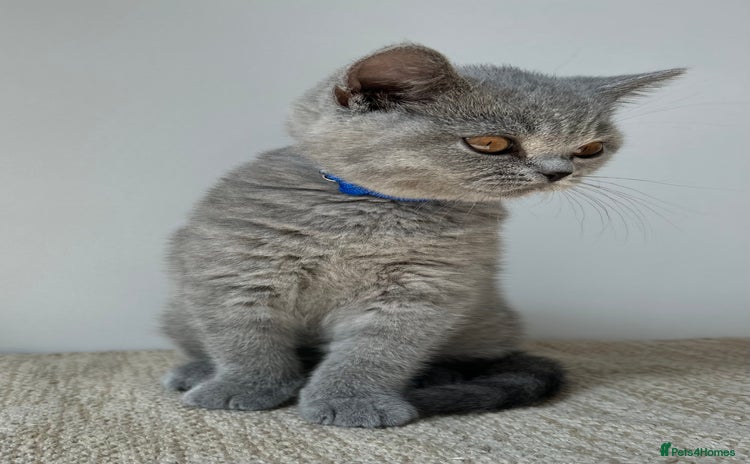British Shorthair cats - Advert 2
