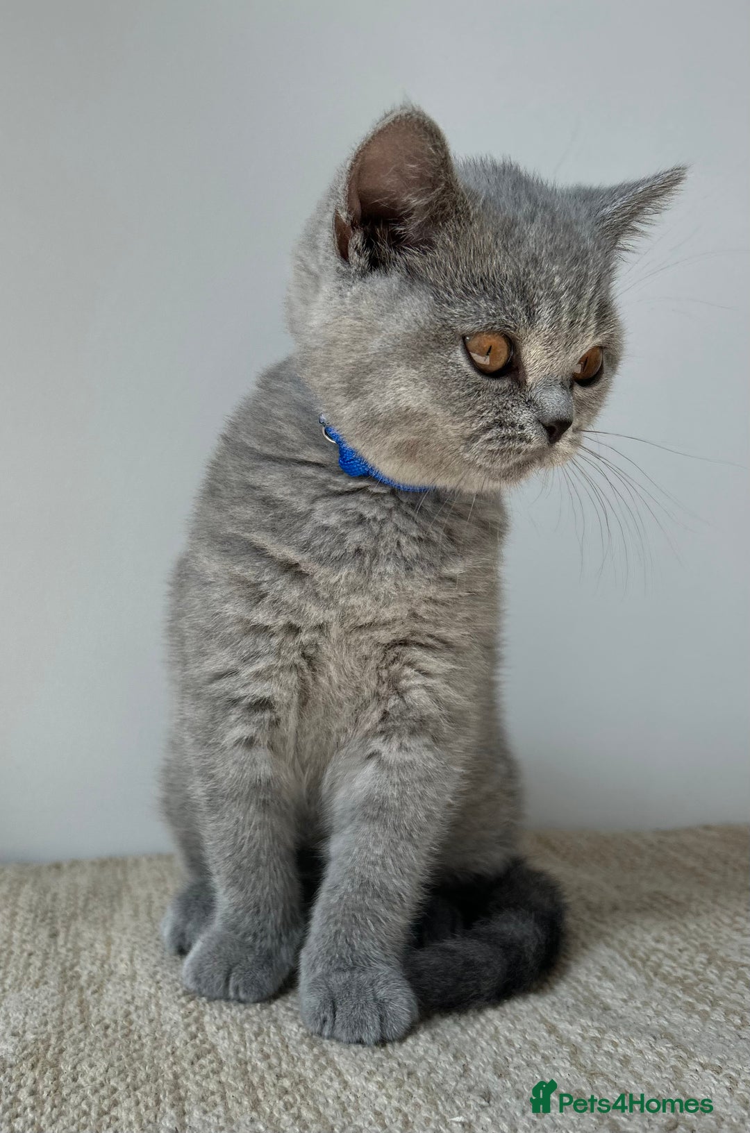 Pet British Shorthair Breed Cats Feline British Shorthair Cat Breed