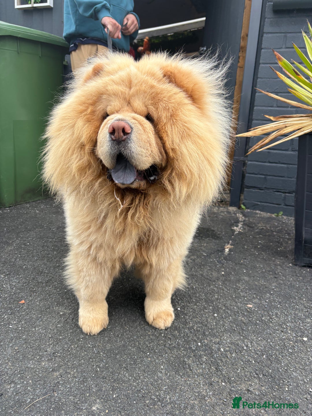 Chow Chow dogs for stud: Top Rainbow producer champion choc&blue carrier  in Cheltenham - Image 24
