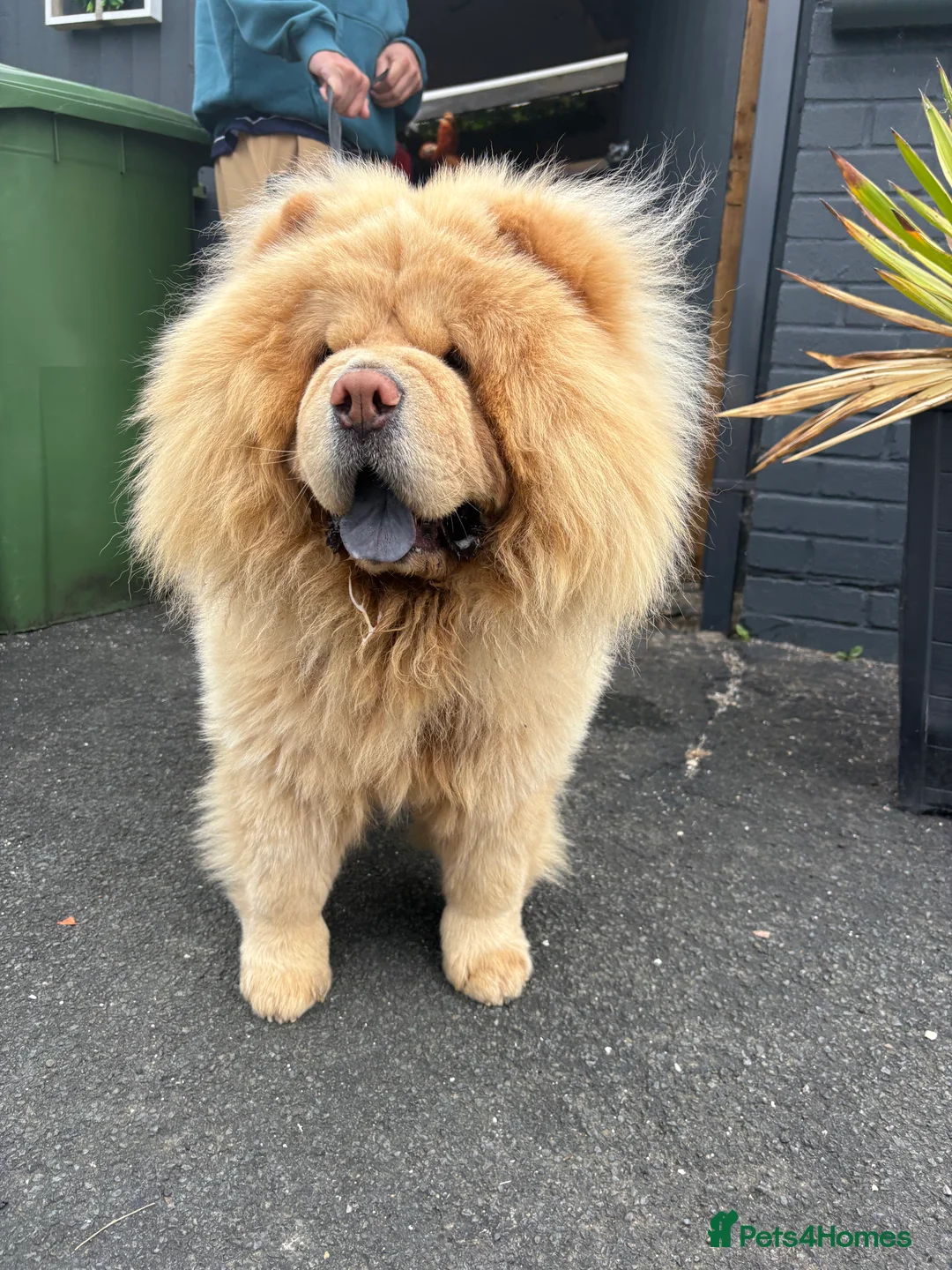 Chow Chow dogs for stud: Top Rainbow producer champion choc&blue carrier  in Cheltenham - Advert 24