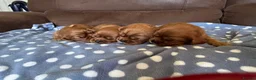 Cavalier King Charles Spaniel dogs for sale: Beautiful Cavalier King Charles Spaniel Puppies 🐶 - Advert 12