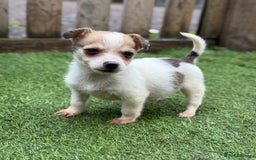 Jack Russell dogs for sale: The cutest little Jack Russel pups ❤️ - Image 12