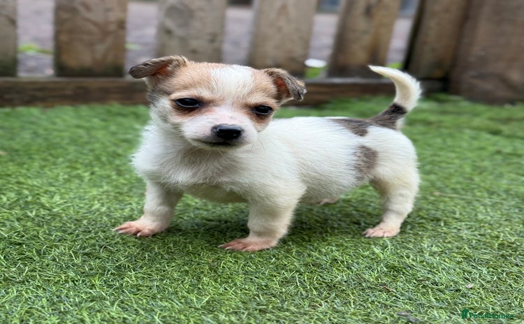 Jack Russell dogs - Advert 2