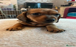 Dachshund dogs for sale: Dachshund puppies for sale - Image 8