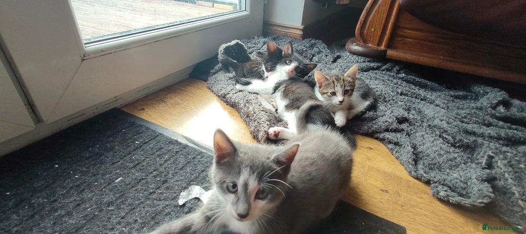 Mixed Breed cats for sale: 🐾 Kittens Ready for Their Forever Homes 🐾 - Image 1