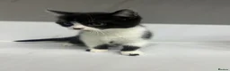 Mixed Breed cats for sale: Half Russian blu - Advert 25