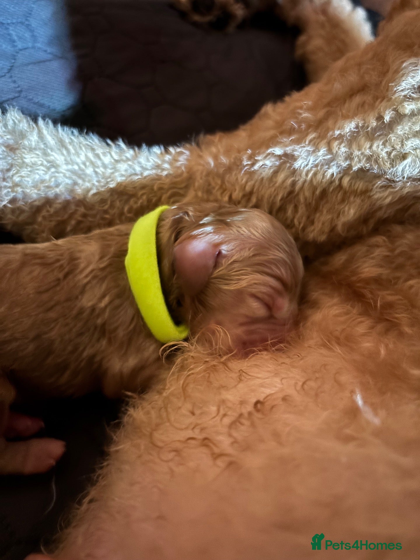 Goldendoodle dogs F1 Goldendoodles  - Advert 5