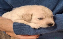 Labrador Retriever dogs for sale: Quality, Show Bred, Yellow Puppies - Image 7