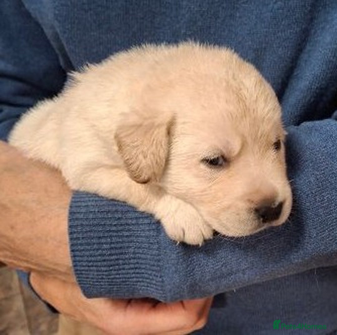 Labrador Retriever dogs for sale: Quality, Show Bred, Yellow Puppies - Image 7