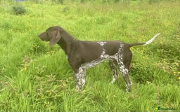 German Shorthaired Pointer dogs for sale: 3boys 3girls left ‼️Stunning Litter of GSP puppies - Image 38