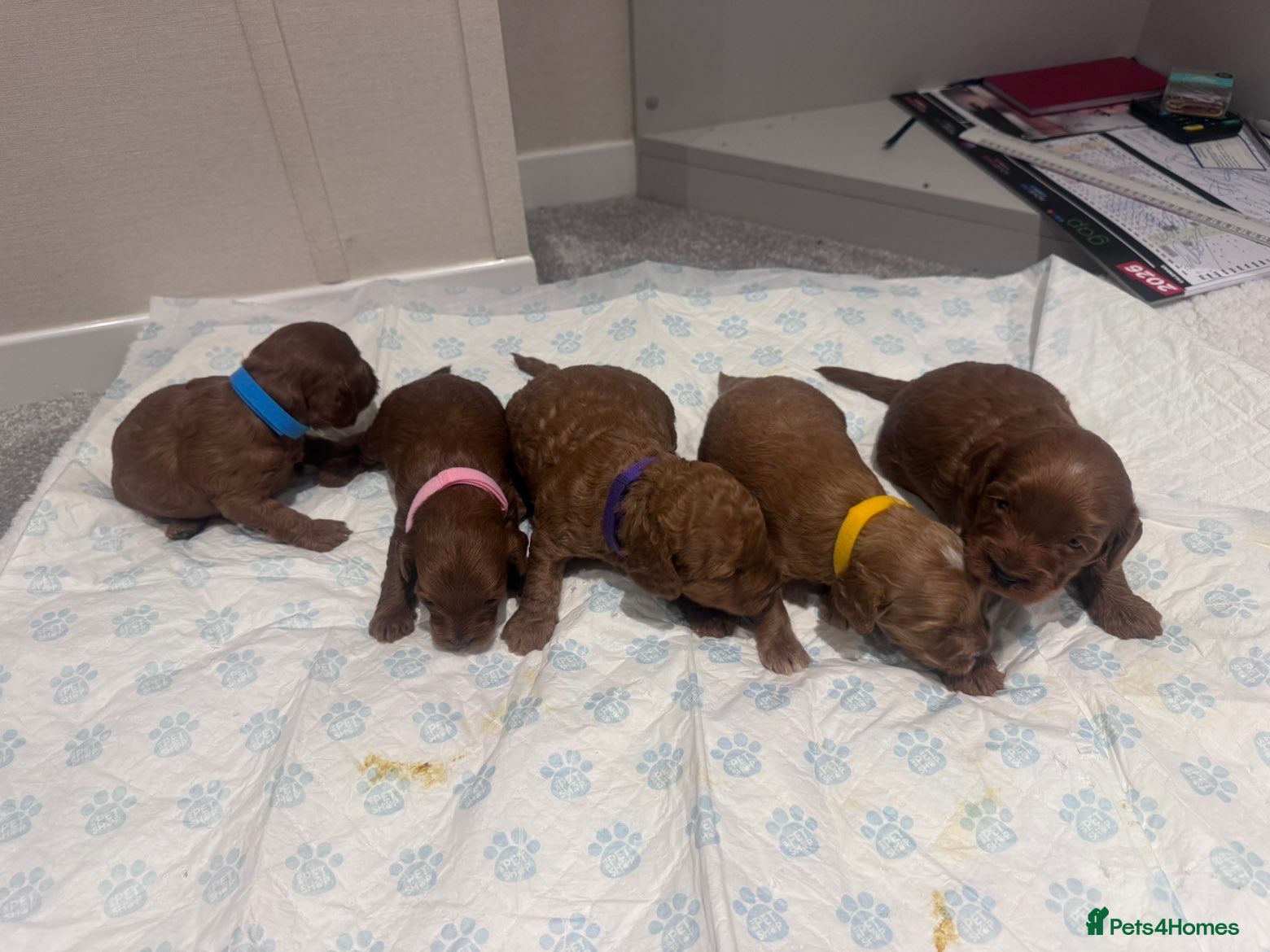 Cockapoo dogs Beautiful cockapoo puppies  - Advert 1