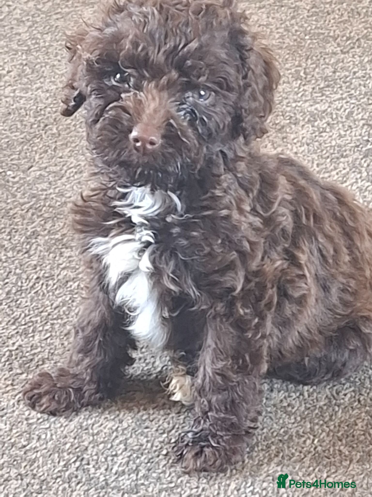 Cockapoo dogs Pups  - Advert 13